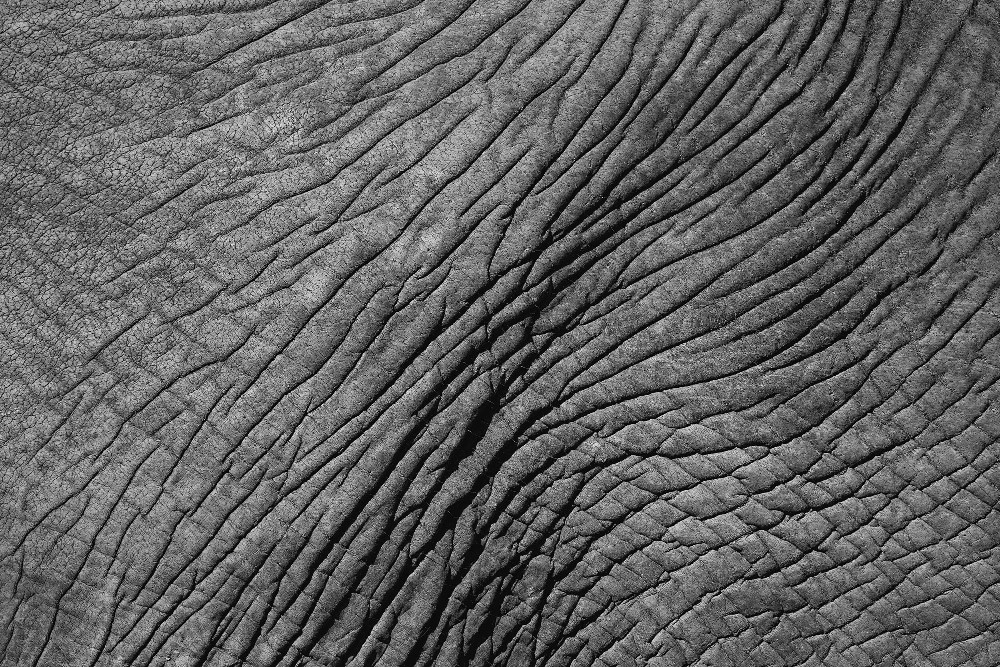 Elephant skin texture